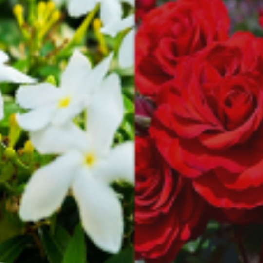 Fatema Body Lotion - Naseem