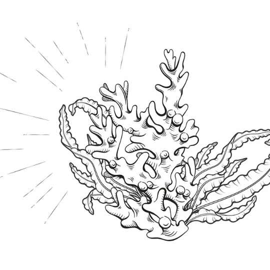 Ultra Sea - Marcoccia - Eau de Parfum